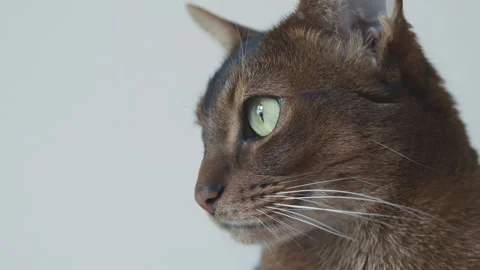 Abyssinian cat.  Stock-Footage 248216444