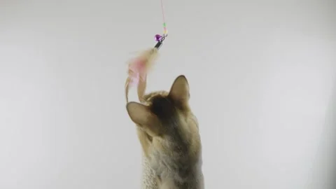 Abyssinian cat Stockbeeldmateriaal 272275355