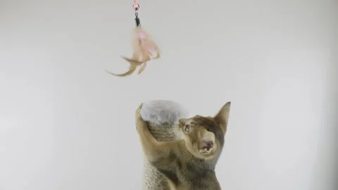 Abyssinian cat Stockbeeldmateriaal 272275382