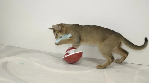 Abyssinian cat 스톡 동영상 272276022