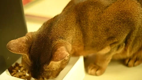 Abyssinian cat with green eyes eats cat food from a bowl with appetite Stock Footage 262087047