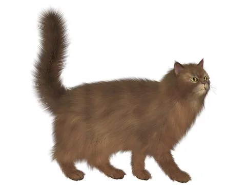 Abyssinian cat Illustrazione stock