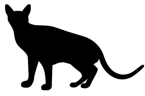Abyssinian Cat Stock Illustration