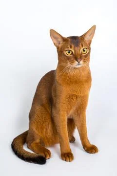 Abyssinian cat isolated on a white background studio photo Stock Photos