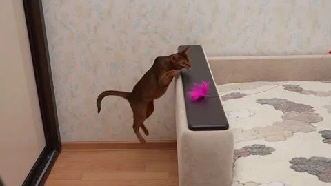 Abyssinian cat jumping for a toy. Jump of cat, slow motion 8x Stock Footage 297399883