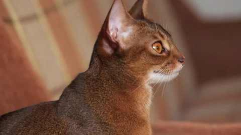 Abyssinian cat looking around. Cat turns head Video stock 168947072