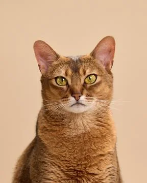 Abyssinian cat looking slightly left front view Stock Photos