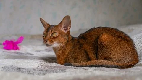 Abyssinian cat lying on the bed Stock Photos