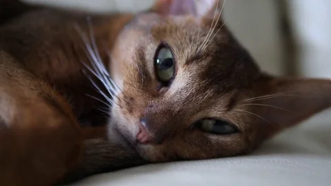 Abyssinian cat lying on the couch, close-up 動画素材 81254847