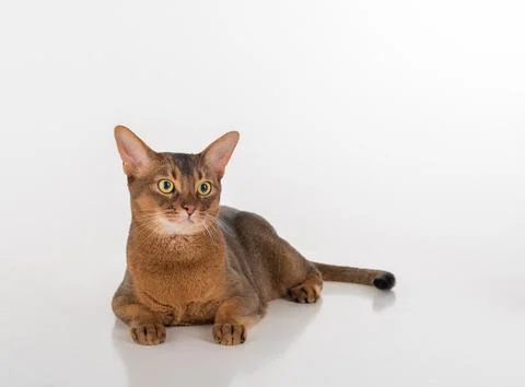 Abyssinian cat lying on the white background Stock Photos