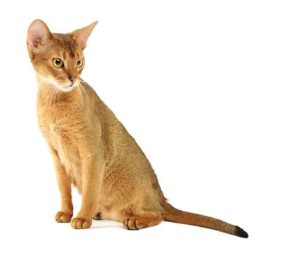 Abyssinian cat Stock-Fotos