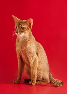 Abyssinian cat Photos