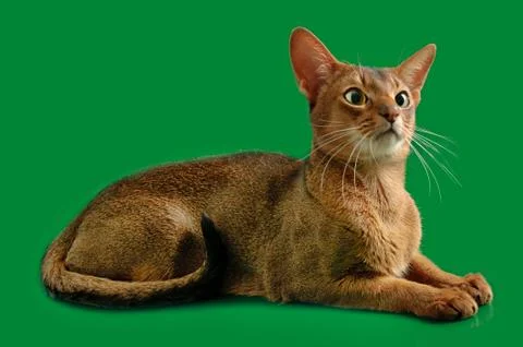 Abyssinian cat Stockfoto's