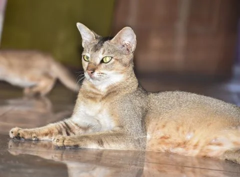 Abyssinian cat Stock Photos