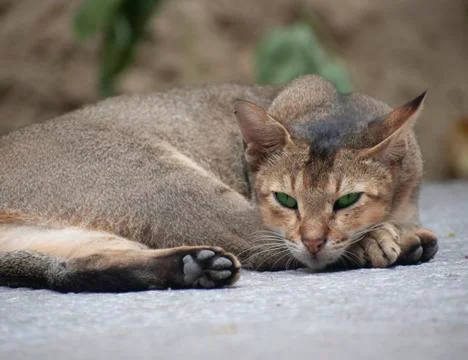 Abyssinian cat Stock Photos