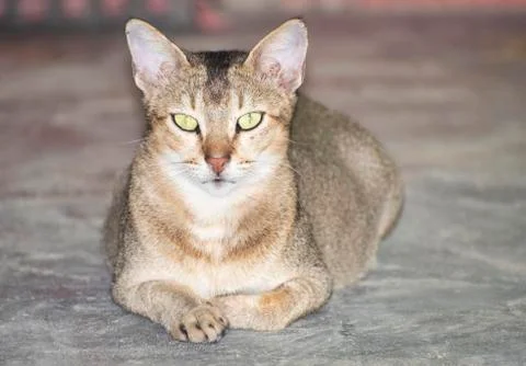 Abyssinian cat Stock Photos