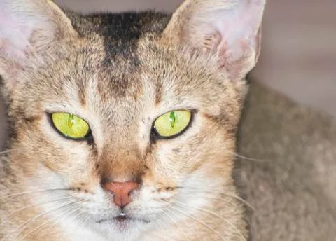 Abyssinian cat Foto stock