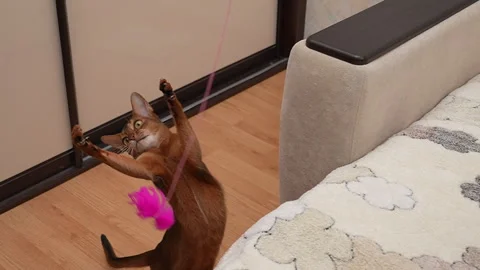 Abyssinian cat play and catch feather toy, 8x slow motion Video stock 297387168