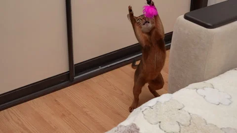 Abyssinian cat play and catch feather toy, 8x slow motion Stock Footage 297387187