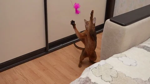 Abyssinian cat play and catch feather toy, 8x slow motion Stock Footage 297387311
