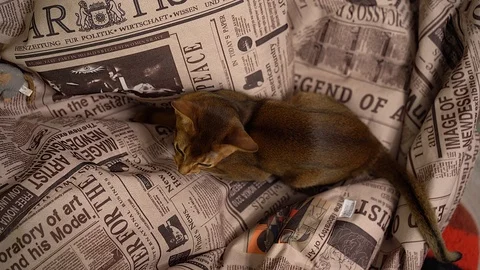 Abyssinian cat playing on the floor in a room chasing mouse. Stock Footage 101070784