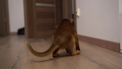 Abyssinian cat playing on the floor in a room chasing mouse. Stock Footage 101070811