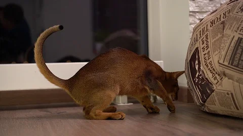 Abyssinian cat playing on the floor in a room chasing mouse. Stock Footage 101070876