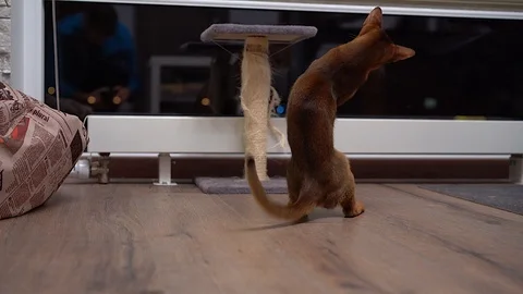 Abyssinian cat playing on the floor in a room chasing mouse. Stock Footage 101070916