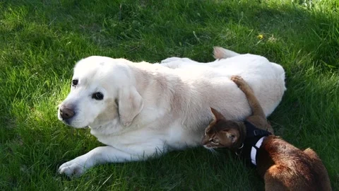 Abyssinian cat playing with labrador retriever dog on green grass, pet friends Stock Footage 196376511
