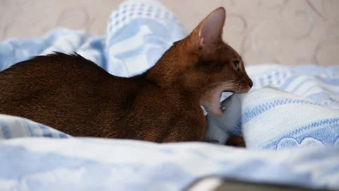 Abyssinian cat plays with the owner on the bed. Playful abyssinian kitten Stock Footage 146184353