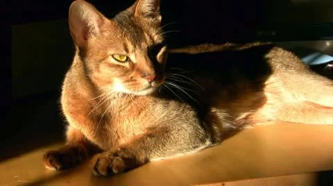 Abyssinian Cat Relaxing Video stock 10678345