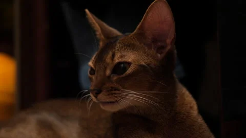 Abyssinian cat resting, close up. Portrait of Abyssinian cat Stock Footage 146244044