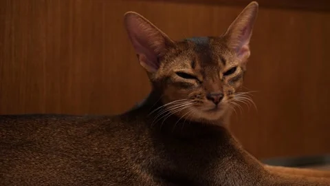 Abyssinian cat resting on the floor, close up. Portrait of Abyssinian cat Stock Footage 146243914