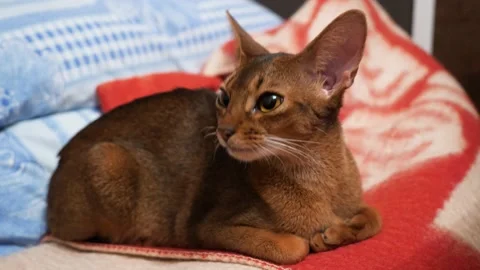 Abyssinian cat resting on a red blanket. Tired abyssinian cat Stock Footage 146241847