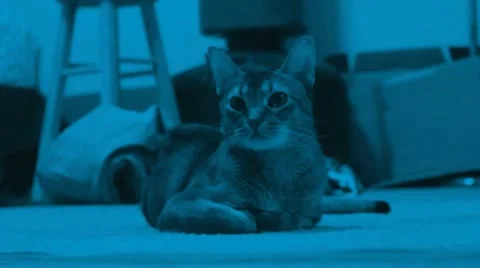 Abyssinian Cat sitting and looking Video stock 12739136
