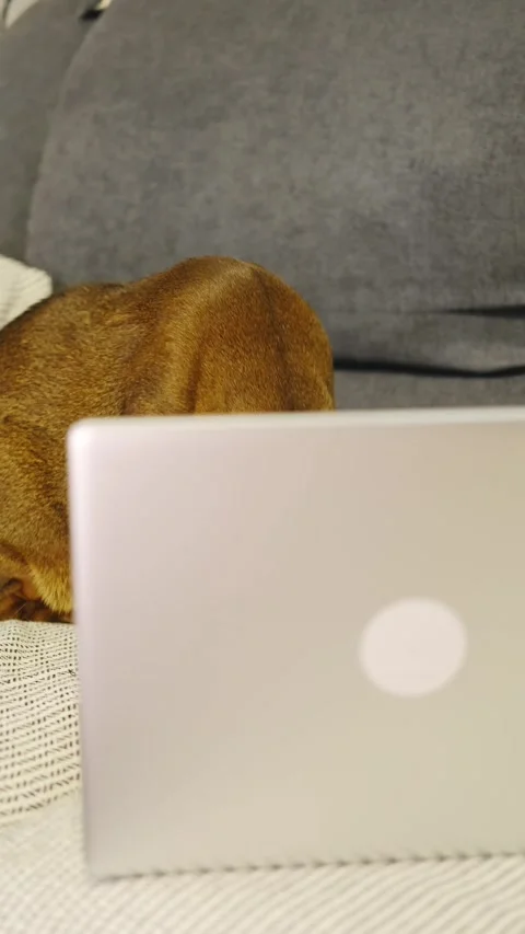Abyssinian cat sitting attentively on a sofa looking at a laptop screen Stock Footage 318521562