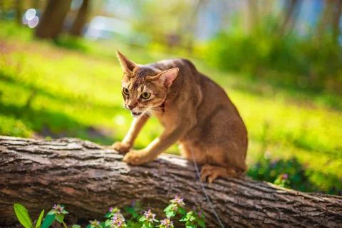 Abyssinian cat sitting on a tree log in the sun Stock Photos