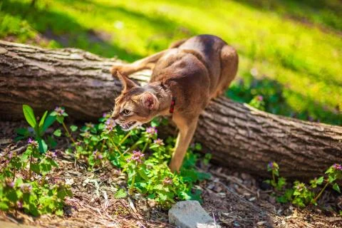 Abyssinian cat sitting on a tree log in the sun Stock Photos