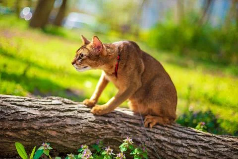Abyssinian cat sitting on a tree log in the sun Stock Photos