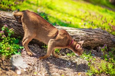 Abyssinian cat sitting on a tree log in the sun Stock Photos