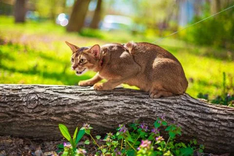 Abyssinian cat sitting on a tree log in the sun Stock Photos