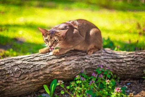 Abyssinian cat sitting on a tree log in the sun Stock Photos