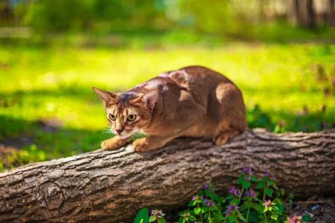 Abyssinian cat sitting on a tree log in the sun Stock Photos