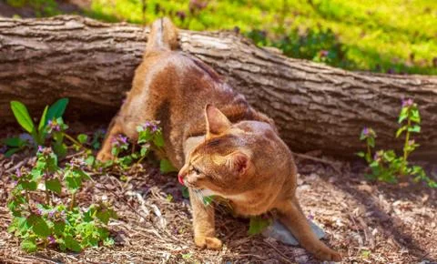 Abyssinian cat sitting on a tree log in the sun Stock Photos