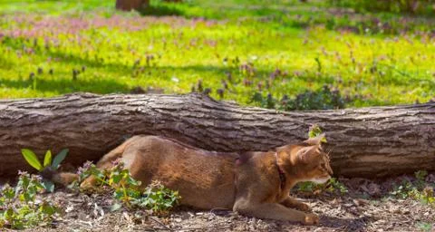 Abyssinian cat sitting on a tree log in the sun Stock Photos