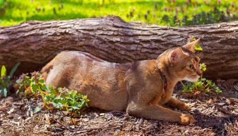 Abyssinian cat sitting on a tree log in the sun Stock Photos