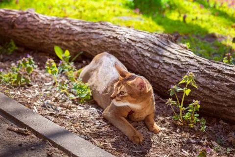 Abyssinian cat sitting on a tree log in the sun Stock Photos