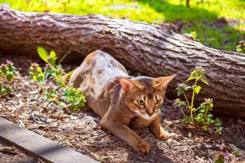 Abyssinian cat sitting on a tree log in the sun Stock Photos