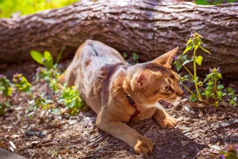 Abyssinian cat sitting on a tree log in the sun Stock Photos
