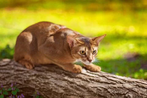 Abyssinian cat sitting on a tree log in the sun Stock Photos